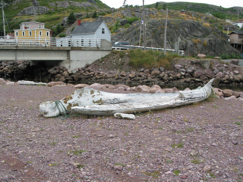 Whale ribs - Petty Harbour